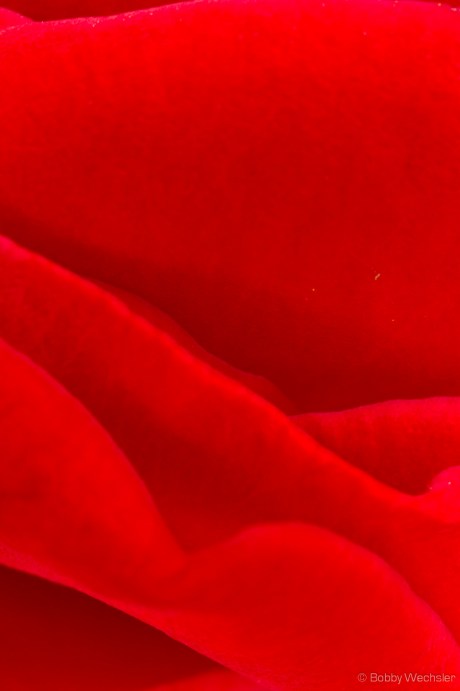 1/50, f/16, ISO800, Flash OFF, Canon Kiss X4, Canon FD 50mm f/3.5 macro on extension tube